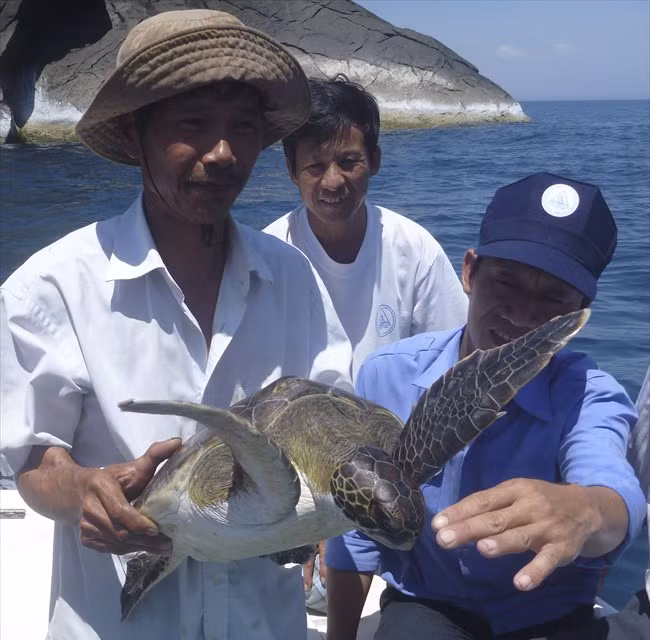Projet d'écloserie pour favoriser le retour des tortues de mer à Cu Lao Cham ảnh 1 Projet d'écloserie pour favoriser le retour des tortues de mer à Cu Lao Cham ảnh 1