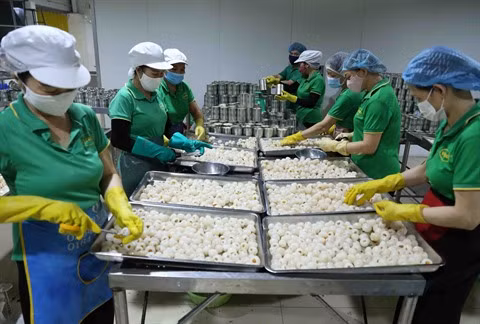 Les fruits vietnamiens de plus en plus appréciés à l’étranger ảnh 1