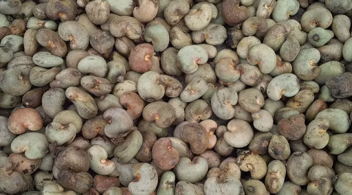 Les importations de noix de cajou brute montent en flèche ảnh 1