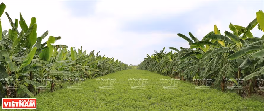 Les fibres de bananier du Vietnam conquièrent le marché mondial ảnh 1