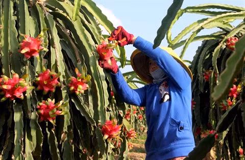 Les fruits vietnamiens de plus en plus appréciés à l’étranger ảnh 2