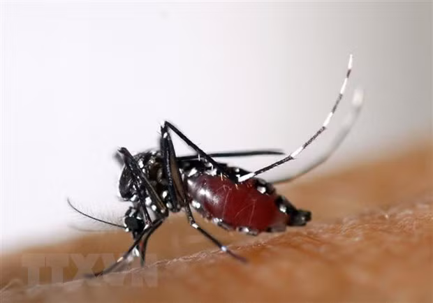 Le Laos enregistre plus de 30.000 cas de dengue ảnh 1 Le Laos enregistre plus de 30.000 cas de dengue ảnh 1