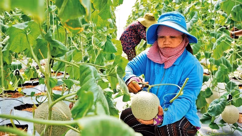 Ho Chi Minh-Ville s'oriente vers une agriculture urbaine durable ảnh 1