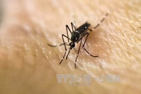 Le Vietnam recense deux nouveaux cas de Zika ảnh 1