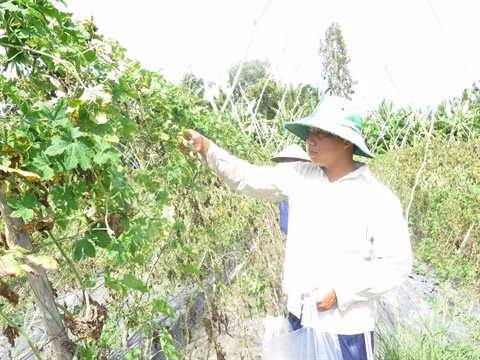 Agriculture bio, avantages et défis pour le delta du Mékong ảnh 2