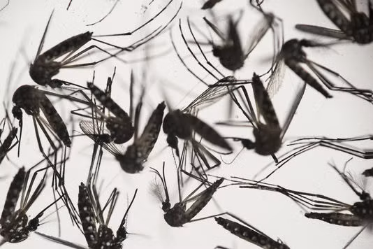 Zika : une bébé aurait été atteinte de microcéphalie Vietnam ảnh 1
