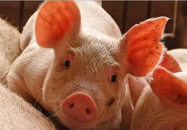Renforcement des mesures de prévention de la peste porcine africaine ảnh 1