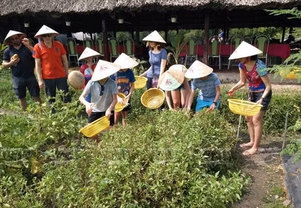 Ho Chi Minh-Ville lance sept programmes de tourisme écologique et agricole ảnh 1 Ho Chi Minh-Ville lance sept programmes de tourisme écologique et agricole ảnh 1