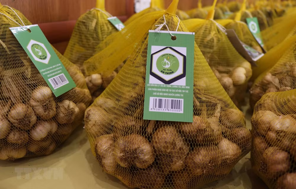 L'ail de Bac Ninh reçoit une indication géographique ảnh 1