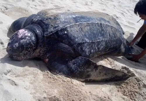 Thaïlande : des tortues marines rares reviennent pondre sur des plages vides de touristes ảnh 1