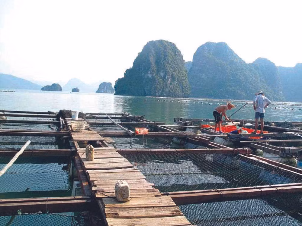 Quang Ninh vise une aquaculture marine de qualité ảnh 1