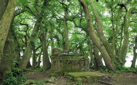 "Patrimoine végétal" en terre sainte à Phu Tho ảnh 1