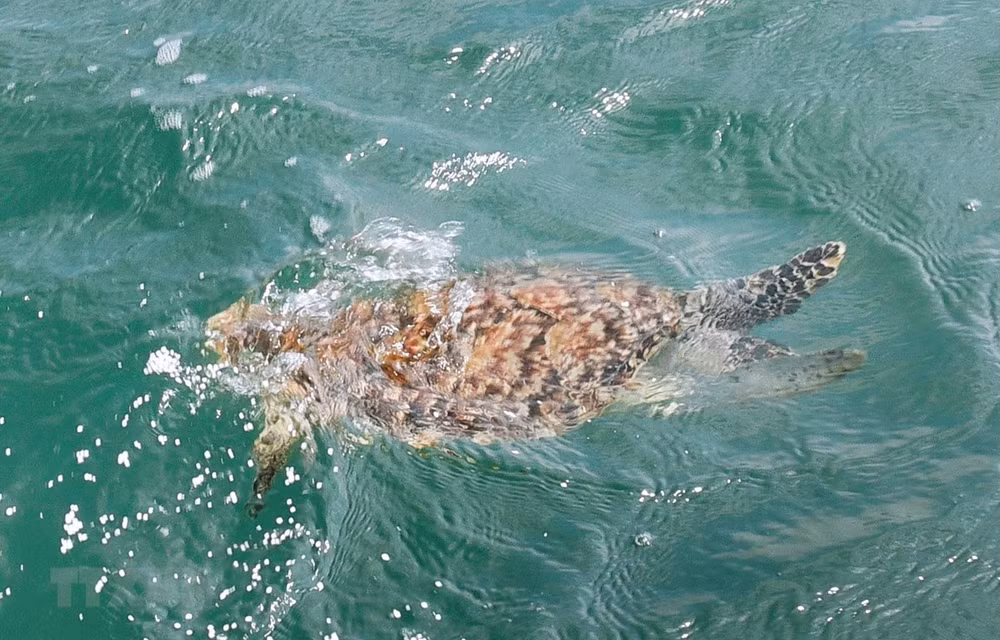 Une rare tortue de mer sauvée à Ba Ria - Vung Tau ảnh 1