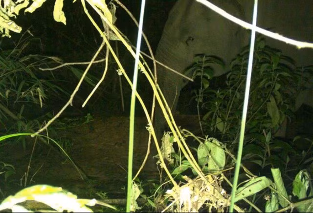 Ha Tinh : conservation urgente de l'éléphant d'Asie ảnh 1