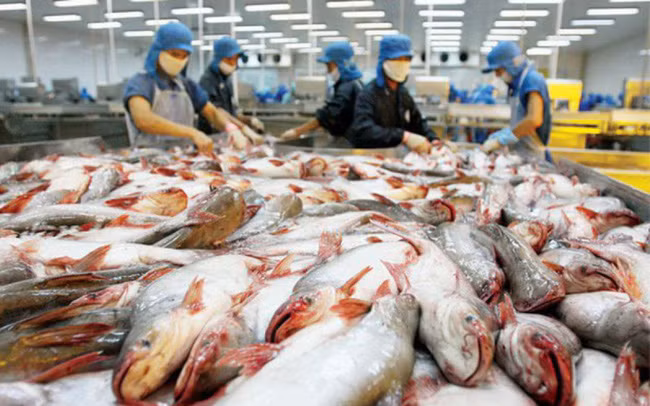 Le Vietnam, plus gros exportateur mondial de pangasius ảnh 1 Le Vietnam, plus gros exportateur mondial de pangasius ảnh 1