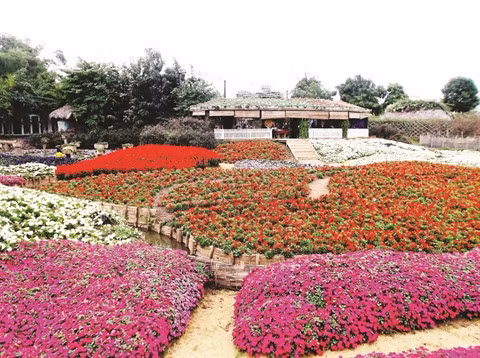 Le parc floral de Hô Tây, une destination prisée à Hanoï ảnh 1