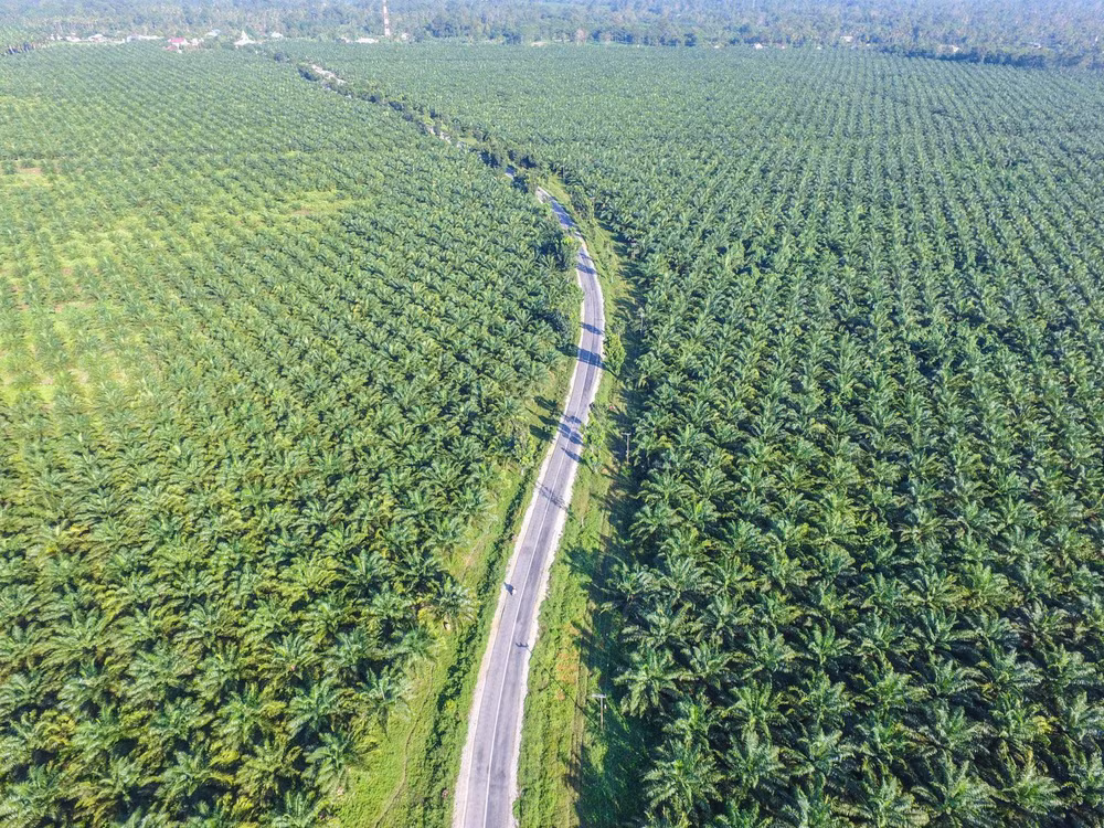 L'Indonésie demande à certains supermarchés d'éliminer les produits «sans huile de palme» ảnh 1