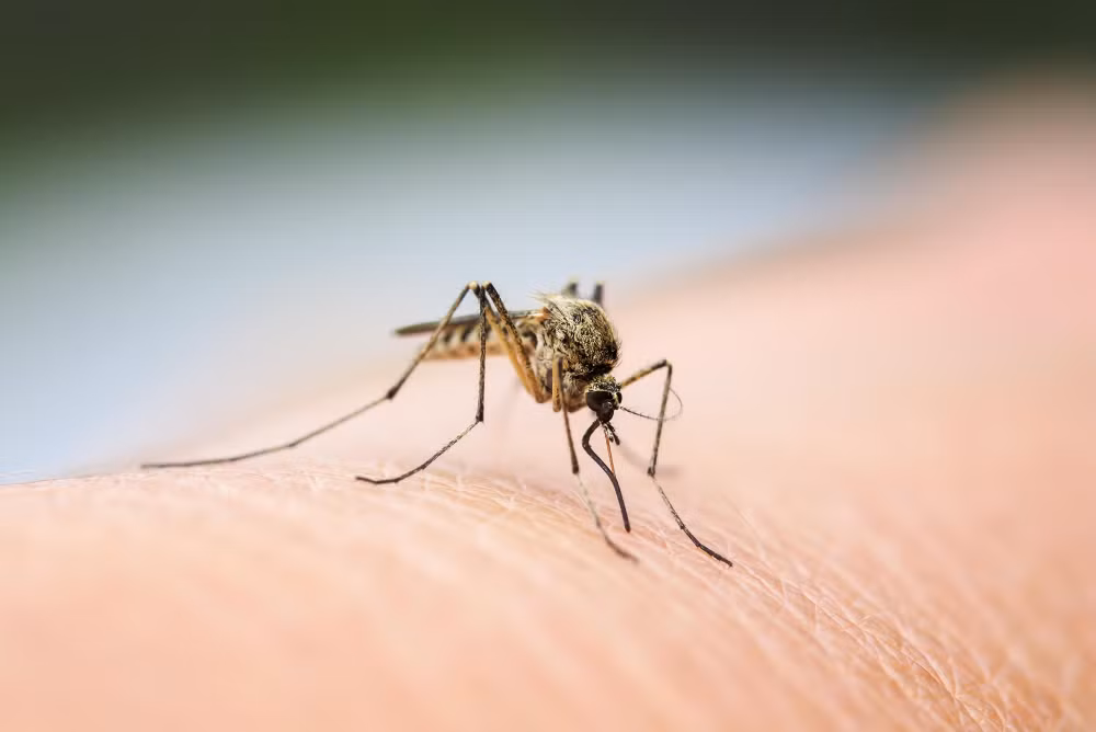 Les Philippines recensent plus de 188.000 cas de dengue en huit mois ảnh 1 Les Philippines recensent plus de 188.000 cas de dengue en huit mois ảnh 1