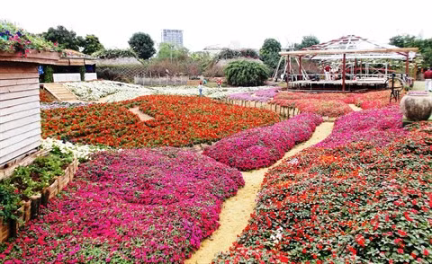 Le parc floral de Hô Tây, une destination prisée à Hanoï ảnh 3