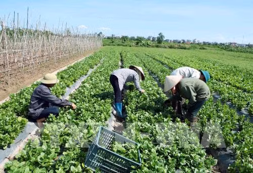 La société FLC FAM noue une coopération avec des entreprises agroalimentaires israéliennes ảnh 1
