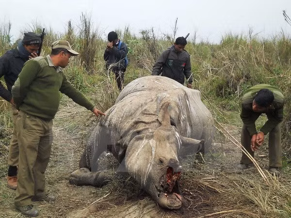 Espèces sauvages : le Vietnam a d’ores et déjà des contributions actives à la CITES ảnh 1 Espèces sauvages : le Vietnam a d’ores et déjà des contributions actives à la CITES ảnh 1