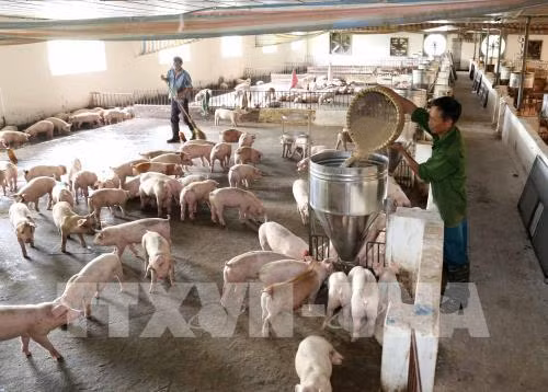 Le Vietnam se mobilise face aux risques de peste porcine africaine ảnh 1