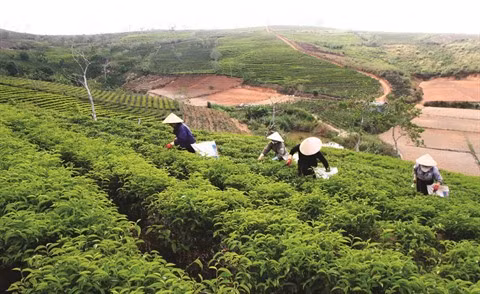 À Lâm Dông, la restructuration agricole ranime la commune de Lôc Bao ảnh 1
