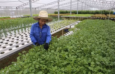 Dà Nang met le cap sur l’agriculture high-tech ảnh 1