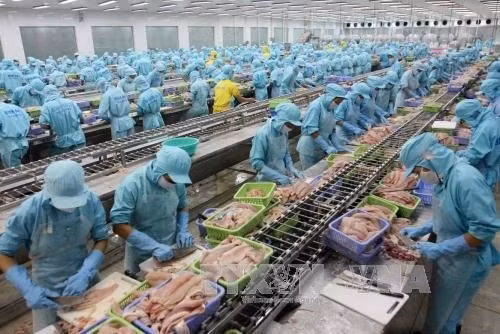 Le respect des critères de travail, clé de l’aquaculture durable ảnh 1