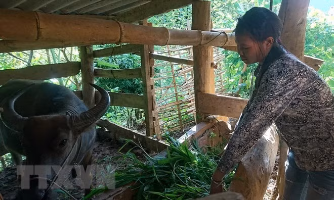 Thua Thiên-Huê accorde un fonds de 11 millions d’USD pour soutenir les habitants montagneux ảnh 1