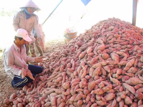 Les patates douces et les nids d'hirondelles sont officiellement exportés vers la Chine ảnh 1