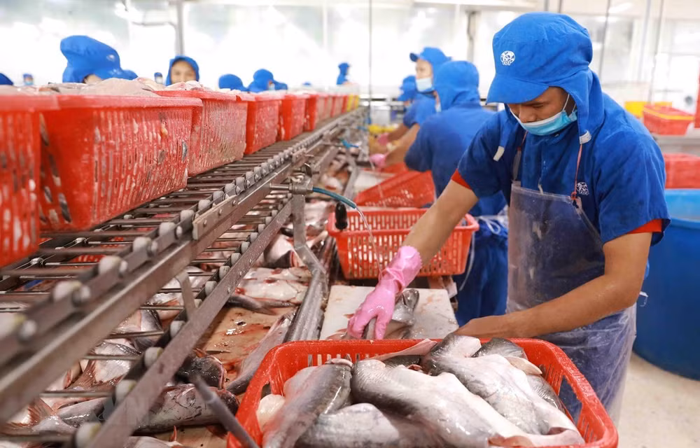 Les exportations de pangasius en 2022 devraient établir un record historique ảnh 1 Les exportations de pangasius en 2022 devraient établir un record historique ảnh 1