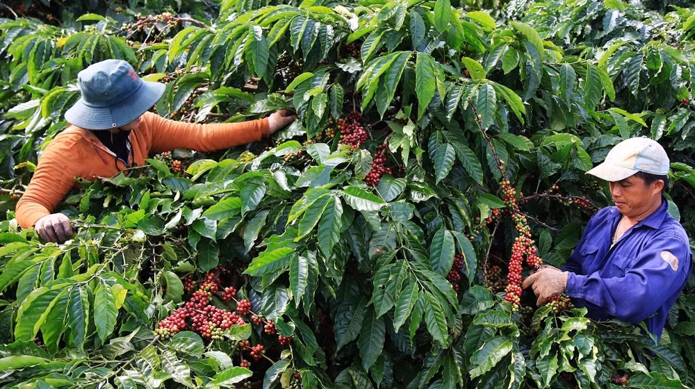Production de café sans déforestation ni dégradation des forêts ảnh 1