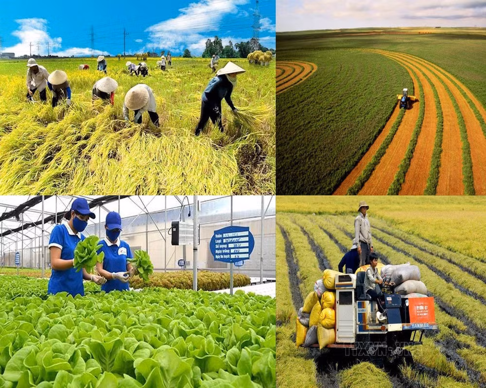 Hanoï : approbation d’une résolution pour encourager le développement agricole et rural ảnh 1