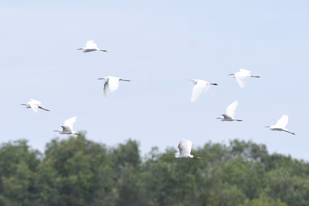 Efforts pour sauver les grues à tête rouge ảnh 2