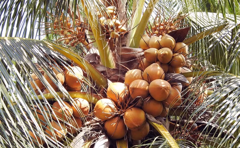 Pour un développement durable de la filière vietnamienne de la noix de coco ảnh 1 Pour un développement durable de la filière vietnamienne de la noix de coco ảnh 1