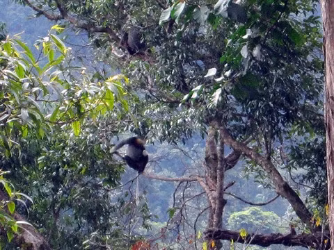Plongée au cœur de Chu Mom Ray, royaume des primates ảnh 2