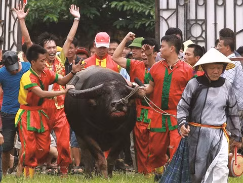 La Fête des combats de buffles sur la sellette ảnh 1