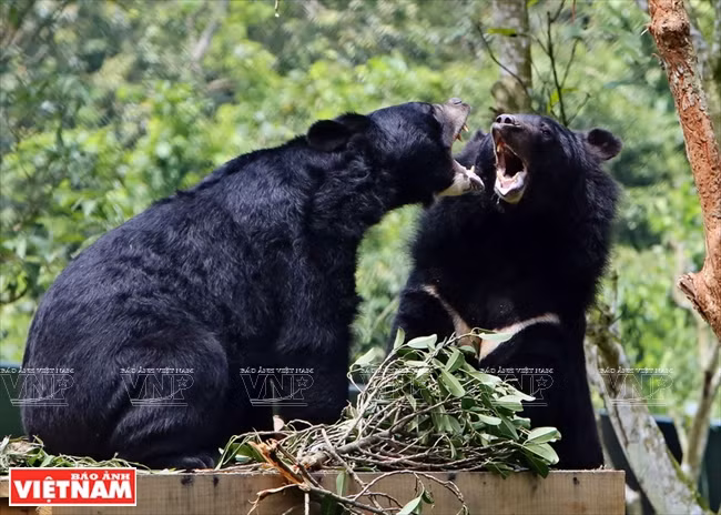 Plan bien léché pour les ours dans la zone tampon à Tam Dao ảnh 3 Plan bien léché pour les ours dans la zone tampon à Tam Dao ảnh 3