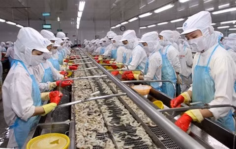 Les exportateurs de crevettes misent sur le marché de fin d’année ảnh 1