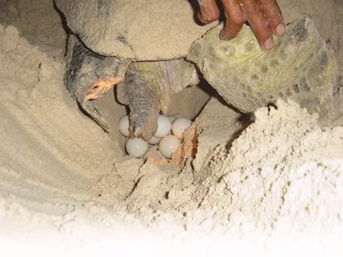 Côn Dao, sanctuaire des tortues vertes ảnh 1 Côn Dao, sanctuaire des tortues vertes ảnh 1