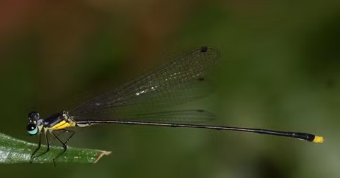 Libellules, une "mine d’or" à découvrir au Vietnam ảnh 1
