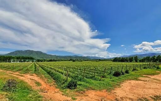 Le Vietnam, une puissance agricole ảnh 1 Le Vietnam, une puissance agricole ảnh 1