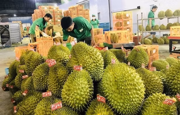 Les exportations des fruits et légumes vers la Chine en constante augmentation ảnh 1
