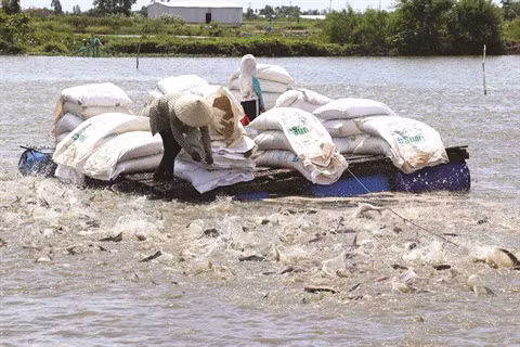Les pangasius vietnamiens à la conquête des marchés difficiles ảnh 1 Les pangasius vietnamiens à la conquête des marchés difficiles ảnh 1