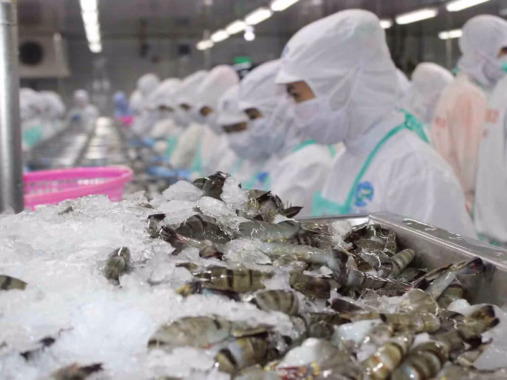 Signes positifs pour les exportations vietnamiennes de crevettes aux Etats-Unis ảnh 1