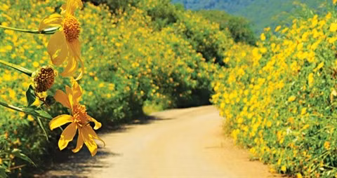 Les tournesols mexicains embellissent le Parc national de Ba Vi ảnh 1