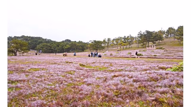 Reconstitution de la cérémonie de mariage des K’Ho à la fête des herbes roses 2019 ảnh 1 Reconstitution de la cérémonie de mariage des K’Ho à la fête des herbes roses 2019 ảnh 1