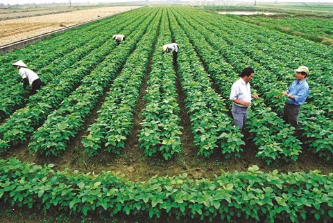 Agriculture: Relier les paysans aux entreprises pour réussir l’intégration ảnh 2