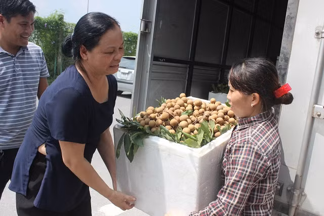 Hanoï exporte 19 tonnes de longanes aux Etats-Unis et en Europe ảnh 1
